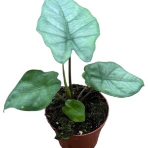 Alocasia Heterophylla Corazon
(14 Plants/Order)(8cmP 12cmH)