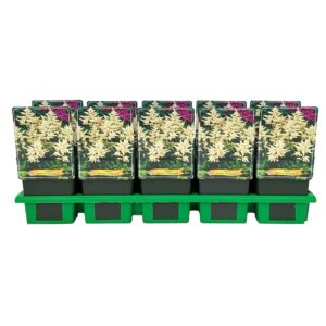 Astilbe japonica 'Washington' P11
(10 Plants/Order)(11cmP 25cmH)