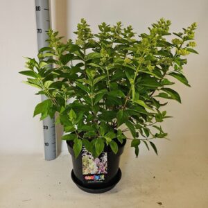 Hydrangea paniculata Confetti
(1 Plants/Order)(29cmP 70cmH)