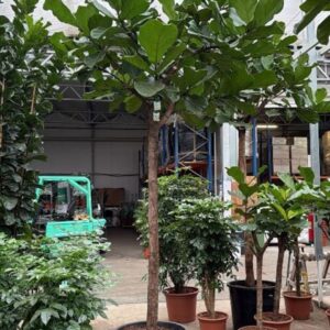 Ficus lyrata
(1 Plants/Order)(70cmP 400cmH)