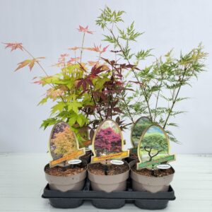 Acer palmatum
(6 Plants/Order)(15cmP 40cmH)