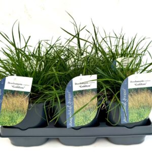 Deschampsia cespitosa Goldtau
(6 Plants/Order)(17cmP 15cmH)