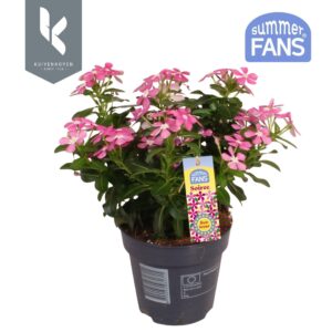 Catharanthus roseus Soirée Pink Whi Cotton
(10 Plants/Order)(10.5cmP 22cmH)