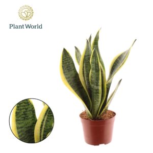 Sansevieria Futura Superba
(18 Plants/Order)(9cmP 30cmH)