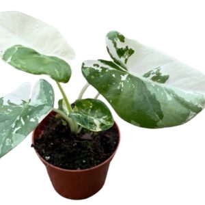Alocasia Macrorhiza Variegata
(14 Plants/Order)(8cmP 12cmH)