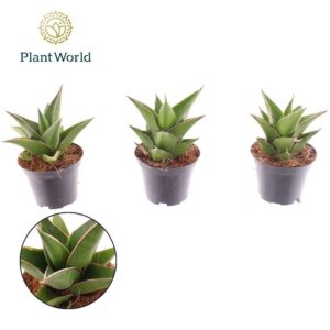 Sansevieria Samurai
(16 Plants/Order)(7cmP 15cmH)