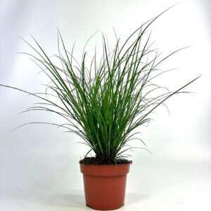 Carex brunnea (groen) p12
(10 Plants/Order)(12cmP 25cmH)