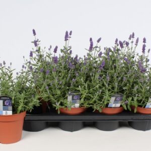 Lavandula angustifolia Ardèche Blue
(7 Plants/Order)(14cmP 35cmH)