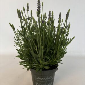 Lavandula angustifolia Spear Blue Lavandula "Spear Blue"
(8 Plants/Order)(13cmP 25cmH)