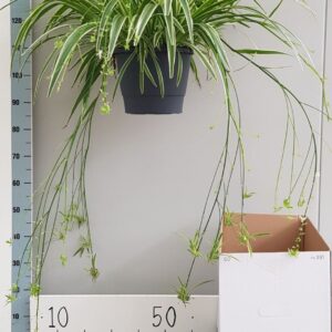 Rhipsalis Chlorophytum Ocean 25cm
(1 Plants/Order)(25cmP 60cmH)