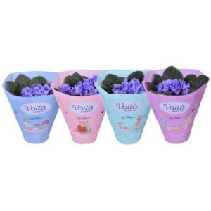 Saintpaulia light blue voila ''la Fleur''x8
(8 Plants/Order)(12cmP 20cmH)
