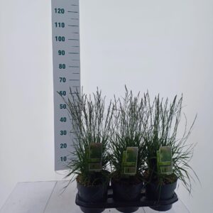 Molinia caerulea Molinia caerulea 'Torch'
(1 Plants/Order)(19cmP 40cmH)