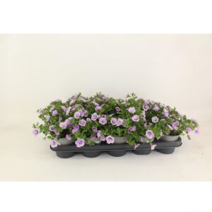Calibrachoa Callie Double Light Lav Calibrachoa Doubble Lavender
(10 Plants/Order)(12cmP 22cmH)