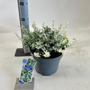 Euonymus fortunei Harlequin
(1 Plants/Order)(23cmP 25cmH)