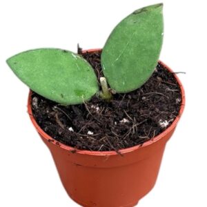 Hoya Nummularioides
(20 Plants/Order)(6cmP 8cmH)