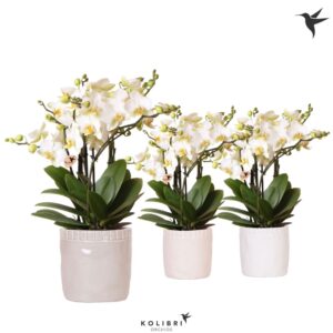 Phalaenopsis Lausanne Blossom 6 spike in Stones Pot mix
(6 Plants/Order)(12cmP 40cmH)