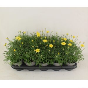 Argyranthemum Madeira Crested Yello Argyranthemum Yellow 12CM
(10 Plants/Order)(12cmP 25cmH)