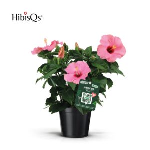 Hibiscus Adonis HibisQs pink
(1 Plants/Order)(17cmP 50cmH)