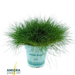 Festuca Pic Carlit gautieri AmiGreen®
(15 Plants/Order)(10.5cmP 20cmH)