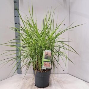 Miscanthus sinensis Pink Cloud'
(1 Plants/Order)(23cmP 85cmH)