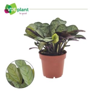 Ctenanthe Amagris
(8 Plants/Order)(12cmP 20cmH)