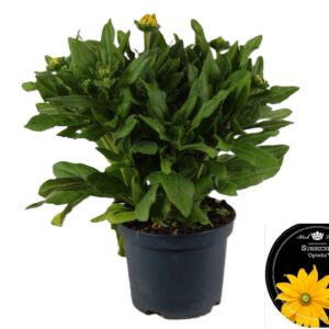 Rudbeckia hirta Sunbeckia Ophelia Sunbeckia Ophelia P19
(1 Plants/Order)(19cmP 55cmH)
