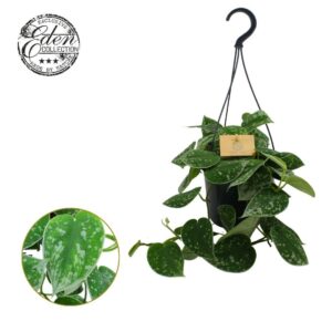 Scindapsus pictus 15cm HP
(5 Plants/Order)(15cmP 20cmH)