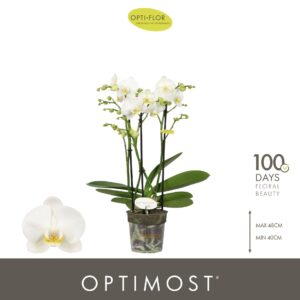 Phalaenopsis Multiflora Optimost Zeus 3 spike
(6 Plants/Order)(12cmP 45cmH)