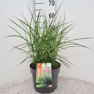 Miscanthus Red Chief Sin. P26
(1 Plants/Order)(26cmP 50cmH)