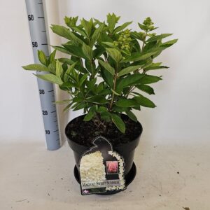 Hydrangea paniculata Sweet Summer
(1 Plants/Order)(29cmP 60cmH)