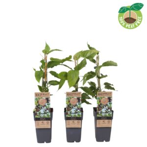 Morus alba Mojo Berry
(10 Plants/Order)(15cmP 50cmH)