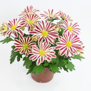 Chrysanthemum Showdance Chrysanthemum Showdance 12 cm
(10 Plants/Order)(12cmP 22cmH)