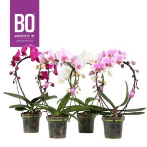 Phalaenopsis onvertakt mixed 3 clr Ellips P12 BO 2 spike
(5 Plants/Order)(12cmP 50cmH)