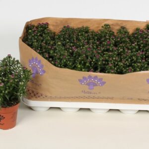 Aster Showmakers SM. Pretty pink
(15 Plants/Order)(10.5cmP 22cmH)