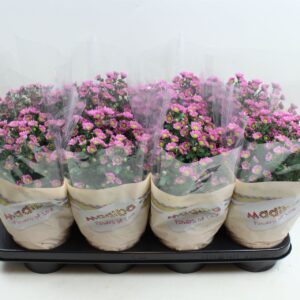 Chrysanthemum Madiba Tanga Pink Chrysanthemum Madiba Pink Stadium 2/3
(8 Plants/Order)(14cmP 27cmH)