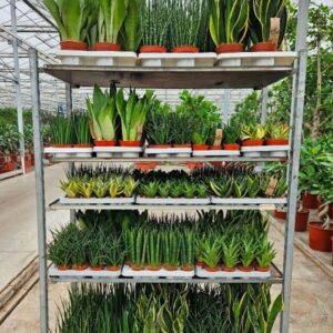 Sansevieria "Mixkar ""Rough Tough"""
(1 Plants/Order)(5cmP 999cmH)