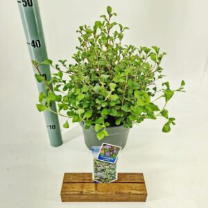 Ceratostigma griffithii
(1 Plants/Order)(23cmP 40cmH)
