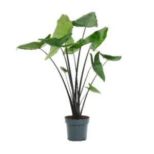 Alocasia zebrina Black Zebrina Alocasia Black Zebrina 24cm
(1 Plants/Order)(24cmP 130cmH)