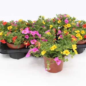 Calibrachoa Cabaret Candy Trio House' orange-gelb-pink
(8 Plants/Order)(13cmP 15cmH)