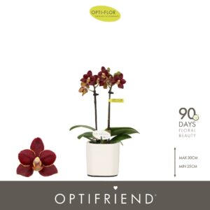 Phalaenopsis Multiflora Optifriend Esmee 2 spike in Piemonte White
(6 Plants/Order)(7cmP 25cmH)