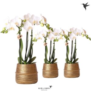 Phalaenopsis Multiflora white 3 spike in Groove Pot gold
(6 Plants/Order)(9cmP 40cmH)
