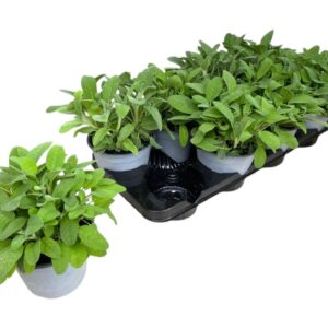Salvia officinalis
(8 Plants/Order)(14cmP 25cmH)