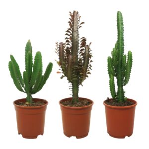 Euphorbia mix 17 cm
(3 Plants/Order)(17cmP 40cmH)