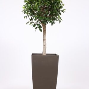 Ficus "Nitida in Piza Pot ""taupe"""
(1 Plants/Order)(40cmP 180cmH)