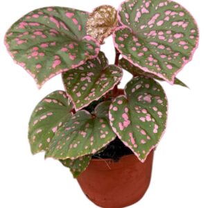 Begonia Muara Wahau
(14 Plants/Order)(8cmP 12cmH)