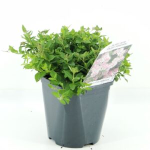 Spiraea japonica Little Princess
(6 Plants/Order)(17cmP 25cmH)