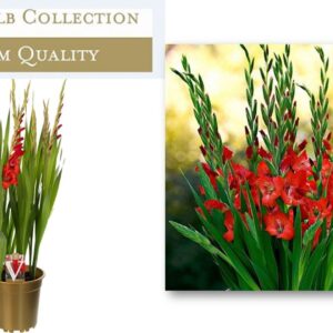 Gladiolus Glamini Paul
(1 Plants/Order)(19cmP 70cmH)