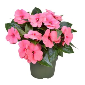 Impatiens Tamarinda Salmon New Guinea pink
(6 Plants/Order)(13cmP 25cmH)