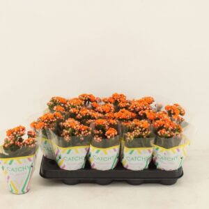 Kalanchoe Calandiva Hawn Double Orange
(16 Plants/Order)(8cmP 15cmH)