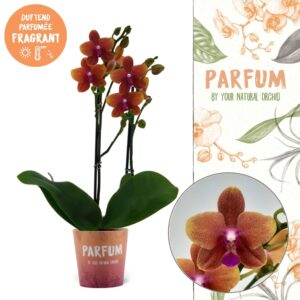 Phalaenopsis Bolgheri Parfum 2 spike
(5 Plants/Order)(12cmP 50cmH)